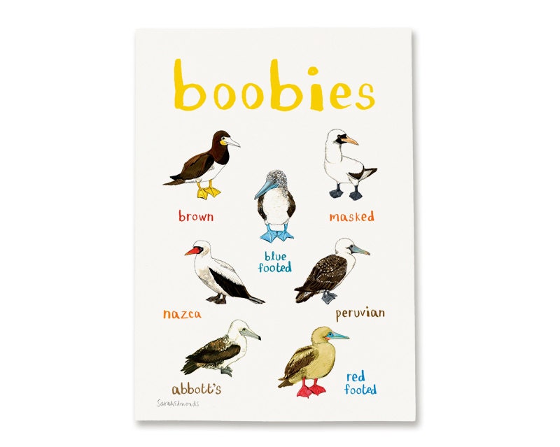 Boobies Art Print - A4