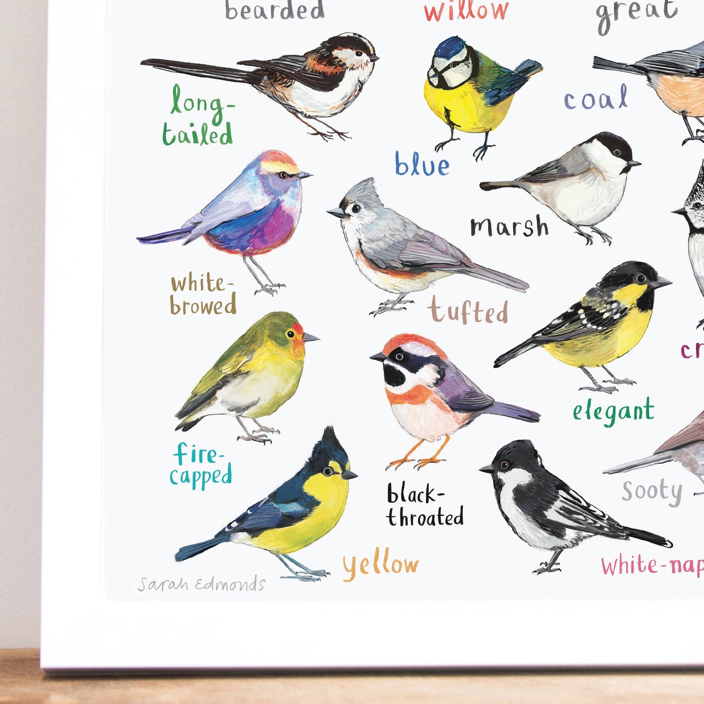 Tits of the WORLD - Bird Art Print - A4 - new edition!